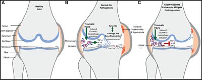 Can CD200R1 Agonists Slow the Progression of Osteoarthritis Secondary to Injury?